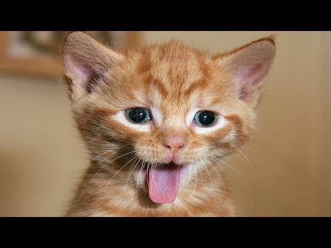 Funny CATS Videos Compilation #8