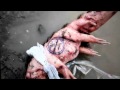 Unidentified animal / creature