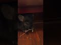 Baby Chinchillas - black and white carrot fight