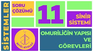 Sinir Sistemi Soru Çözümü Omuriliğin Yapısı Ve Görevleri 11. Sınıf Biyoloji Ayt