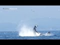 Transient orca punts a seal 80 feet into the air near Victori...