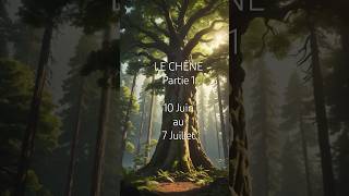 Astrologie Celtique Partie 1 Le Chêne 10 Juin Au 7 Juillet