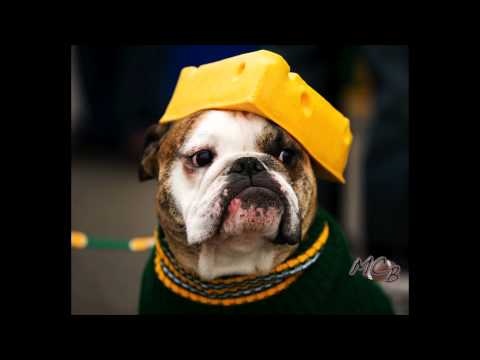English Bulldog Cheesehead
