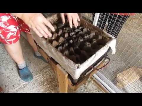 Как сделать домик для дождевых червей
