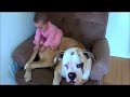 Vicious bulldog and his baby