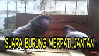 SUARA BURUNG MERPATI JANTAN