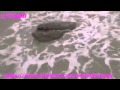putri duyung,,,bukan dongeng,,