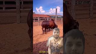 Cow Tiktok 33