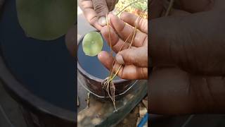 How To Grow Lotus Seed Ke Bij Ko Kaise Ugae