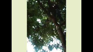 Trepando Arbol