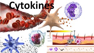 Cytokines Structure, Sous-Familles, Mécanisme De Signalisation Et Utilisation Biomédicale