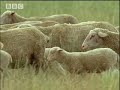 Controlling the coyote population - BBC wildlife