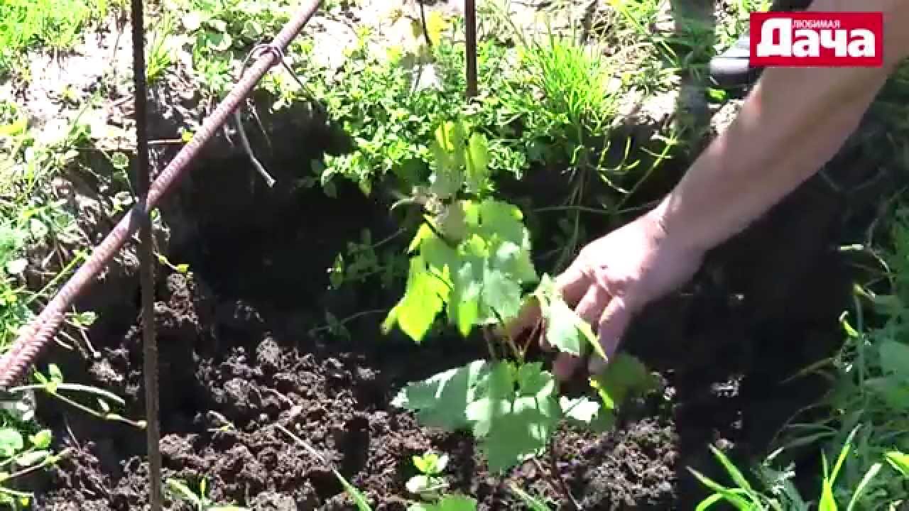 Каталог комнатных растений, календарь работ, все об уходе Как снять нарощенные ресницы в домашних условиях форум