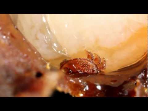 varroa mite