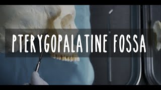 Nervous System Traffic System: PTERYGOPALATINE FOSSA - UBC Neuroanatomy - Season 2 - Ep 5
