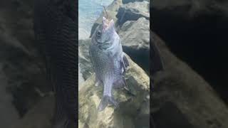 Catching Bream And Different Species Of Cod