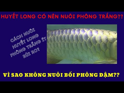 NUÔI CÁ RỒNG: PHÔNG NỀN CHO HUYẾT LONG VÀ KIM LONG QUÁ BỐI