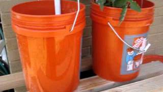 Dutch-bucket-aquaponics