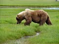 Brown Bears # 2, Katmai Nat Park, 2008