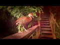 Bird Feeder Video preview