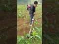 Hiki ndo kilimo kwanza sasa
