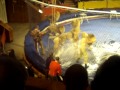 Lion Attack Original VIDEO of Lion Attack at L'viv Circus Ukraine