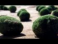 "Alien Eggs" Wash Up On Shore In Australia" Whaaaaaaaat?