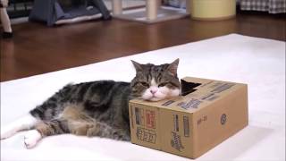 Funny and Cute Cats & Dogs Videos #3 Cats & Dogs Planet