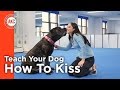 Teach Your Dog How To Kiss - AKC Trick Dog