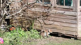 🦊 Cool Fox Cubs Sunbathe