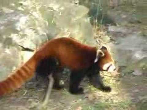 レッサーパンダ＠上海动物园