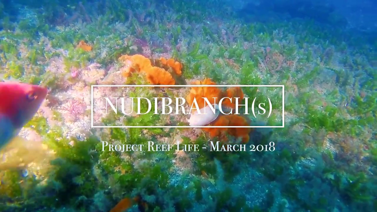 NUDIBRANCH (s) // PROJECT REEF LIFE - 03/18