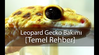 Leopard Gecko Bakımı - Temel Rehber