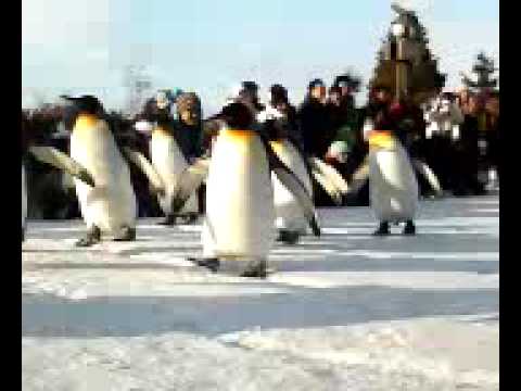 旭山動物園　ペンギンパレード