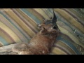 Baby Kangaroo has a bath in the kitchen sink - Kangaroo Dundee: Episode 5 Preview - BBC Two