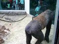 When Gorilla's attack