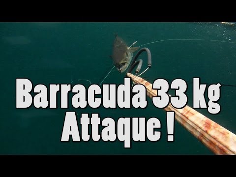 Barracuda 33 kg attaque - Chasse sous-marine GoPro HD - Spearfishing Barracuda 33 kg attaque - Chasse sous-marine GoPro HD - Spearfishing klip izle