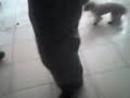 Colofox De Perritas