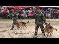 image Demonstrasi Anjing Perang