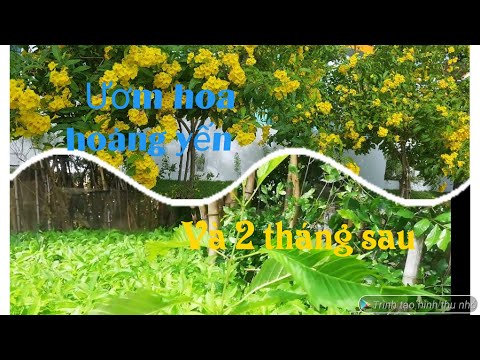Ươm hoa hoàng yến bằng hạt và kết quả sau 2 tháng
