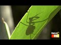 Enter the Mantis: Clip 1. Praying Mantis (HD)