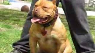 Major League Pitbulls Part 2 Red Ink