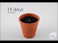 planter un bananier