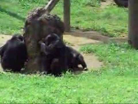 多摩動物公園・チンパン1