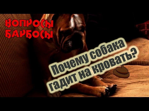 Почему собака писает на кровать? - Знай все! Почему собака писает на кровать? - Знай все!