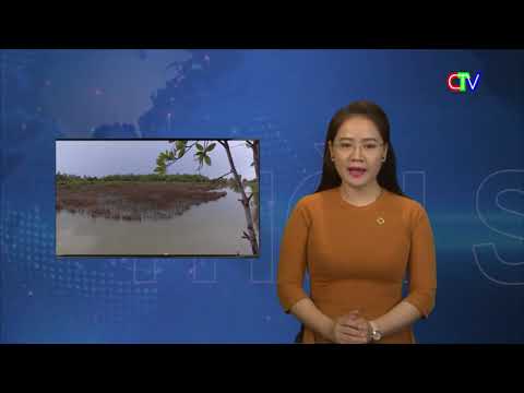 Sử dụng Cám gạo trong nuôi tôm ở Cà Mau