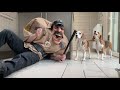 Funny Dogs get Pranked Compilation 2 : Cute Dogs Louie and Marie