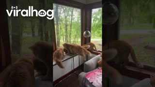 Orange Cats Window Hunt In Sync || Viralhog
