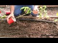 planting