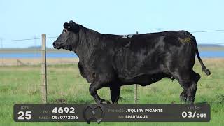 LOTE 25 - VENTRES BRANGUS - LEILÃO SÃO BIBIANO 2021